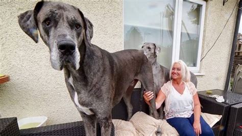worlds biggest dog weighs   kg   metres  hes  growing stuffconz