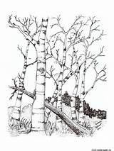 Birch Tree Coloring Printable Pages Getcolorings Print sketch template