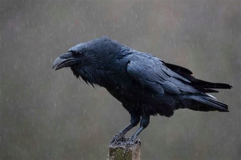 7 Spiritual Meanings Of Ravens