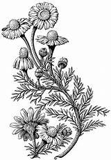 Chamomile Drawing Served Illustrationserved Scratchboard sketch template