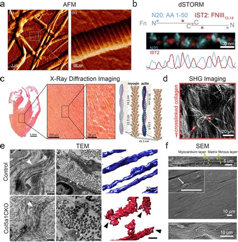 methods  characterizing  cardiac tissue nanoenvironment  afm  scientific