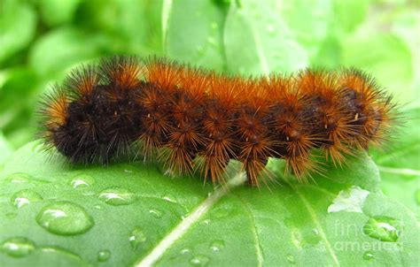 wooly bear photograph  joshua bales fine art america