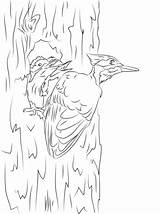 Woodpecker Coloring Pileated Pages Drawing Chicks Printable Getdrawings Woody Template Woodpeckers Categories Puzzle Getcolorings Colorings Hairy sketch template