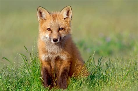 adopt  red fox