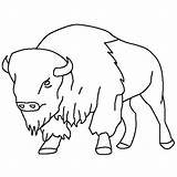 Bison Buffalo Coloring Pages Drawing Kids Animal Drawings Printable Outline Animals Color Ny Silhouette Bills Books Clipart Getdrawings Book General sketch template