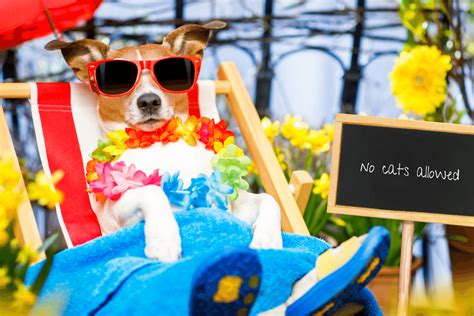 summer dogs enjoying   needed vacations familyapp