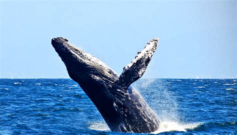 do whales sing for sex or sonar futurity