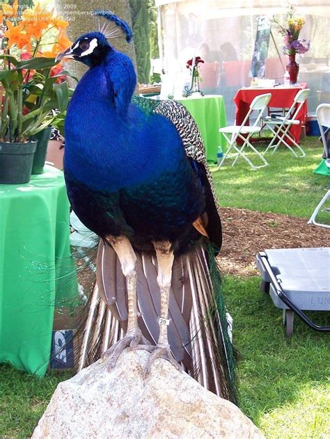 Detailed Information On Indian Peafowl Blue Peafowl Peacock Peahen