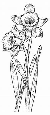 Daffodil Flower Drawing Coloring Pages Daffodils Flowers Zentangle Snowdrop Draw Clipart Tattoo Stencil Adult Library Colouring Clip Book Patterns Sketching sketch template