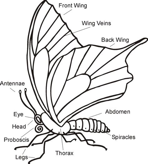 parts   butterfly parts biological science picture directory pulpbitsnet
