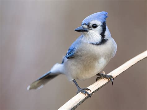 beautiful bird   world check    latest updates  dutch bullion