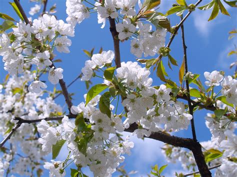 immagini belle albero ramo fiorire bianca fioritura cibo primavera produrre flora