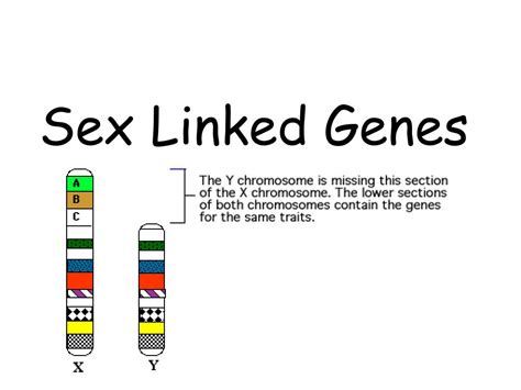 ppt sex linked genes powerpoint presentation free download id 6782320