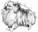 Pomeranian Coloring Drawing Sheets Pages Sketch Template Getdrawings sketch template