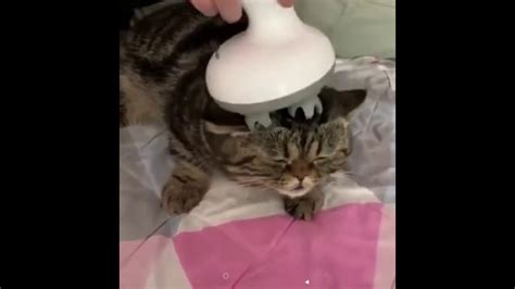 the best massage for cats ever youtube