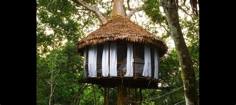 treehouse  treehouse lodge