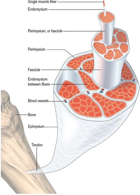layers   deep fascia   epimysium   muscle