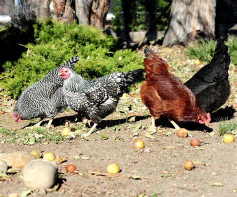 pin  gailanddonald dubose  chickens chickens backyard chickens backyard