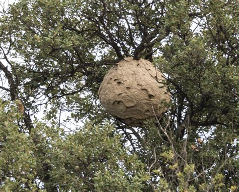 Giant Chinese Hornet Nest