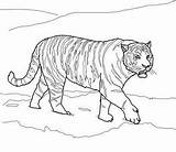 Siberian Lions sketch template