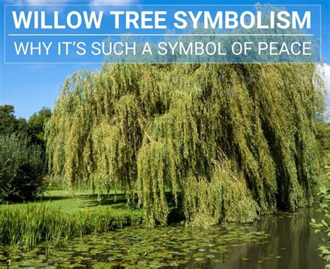 discover  willow tree symbolism      symbol  peace