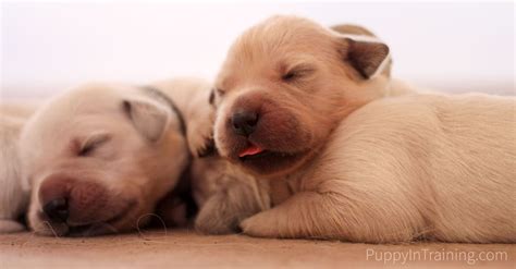 newborn puppy   vet puppy  training