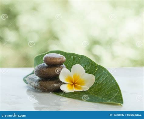 spa flower  stones  sunlight  massage treatment stock image