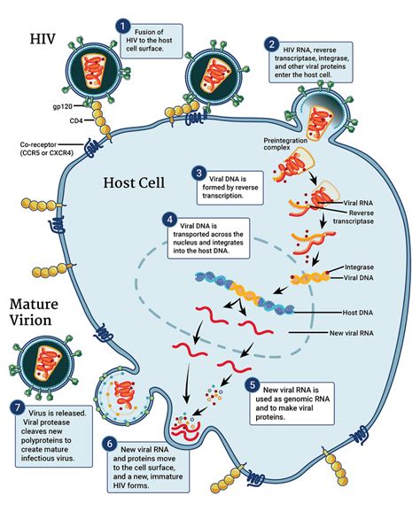 Hiv Replication Cycle Nih National Institute Of Allergy And