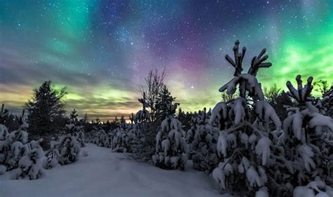 Stunning Pictures Show Snow Covered Trees Lit Up By Northern Lights