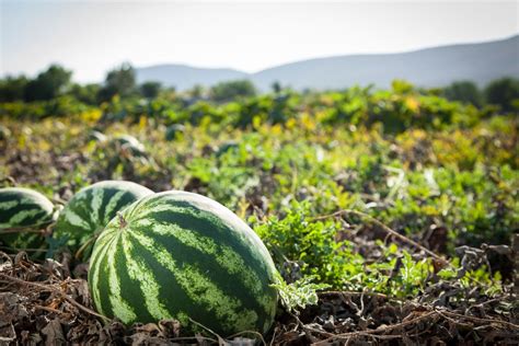 grow watermelon  tips  planting harvesting  homes  gardens