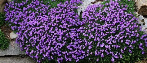 16 Fast Growing Ground Cover Plants To Transform Your Yard Ground