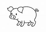 Pig Coloring Cute Colouring Pages Template Draw Clipart Clip Sketch Coloringsky sketch template