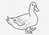 Duck Coloring Pages Kids Sheet Preschoolers Printable Books sketch template