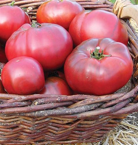 black krim organic organic vegetable garden tomato