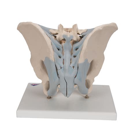 Human Male Pelvis Skeleton Model With Ligaments 2 Part