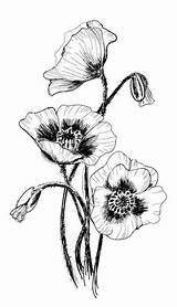 Poppy Drawing Coquelicot Poppies Sketches Amapola Josiane épinglé Herbier Bunch Colorier Coquelicots Akarhaber sketch template