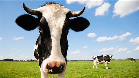 pa farmer recognizes his stolen cows at auction 6abc philadelphia