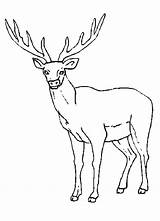 Elk Drawing Antler Coloring Getdrawings sketch template
