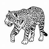 Jaguar Pages Coloring Printable Animal Rainforest Kids Baby Jaguars sketch template