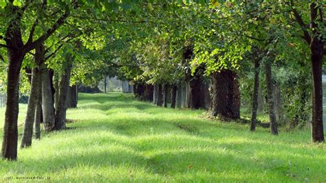 arbres  forets allee verte