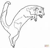 Coloring Mongoose Pages Jumping Drawing Drawings 67kb 1080 Printable sketch template