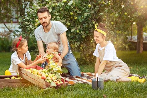 happy young family  picking apples   garden outdoors stock photo image  baby