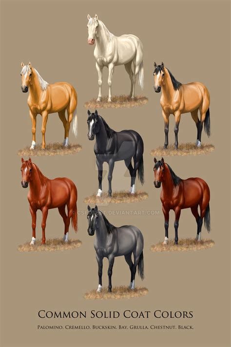 horse color chart  magicwindsstables horse color chart horse coloring