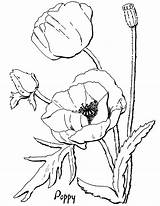 Poppy Coloring Pages Drawing Flower Adults Line Adult Floral Outline Flowers Kids California Remembrance Poppies Printable Fairy Sheets Color Coquelicot sketch template
