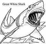Shark Coloring Pages Getdrawings Tiger sketch template