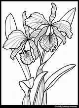 Coloring Orchid Flowers Pages Flower Para Color Sheets Adult Dover Orchids Drawing Colouring Books Printables Iris Drawings Tharens Doverpublications Printable sketch template