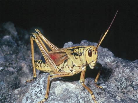 florida grasshopper kiyute