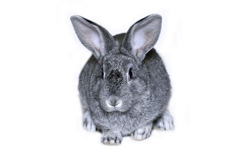 giant chinchilla rabbit lovetoknow