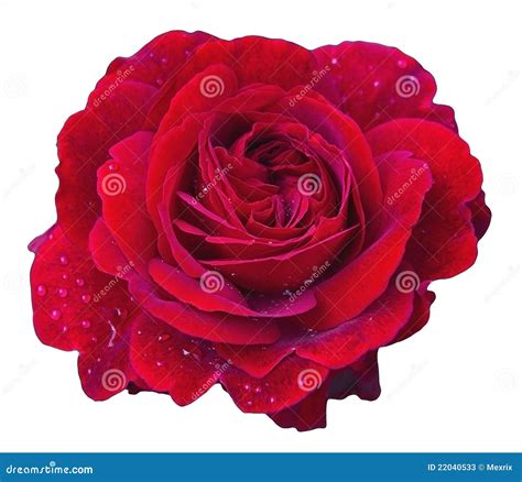 elegant rose stock image image  green dating flower