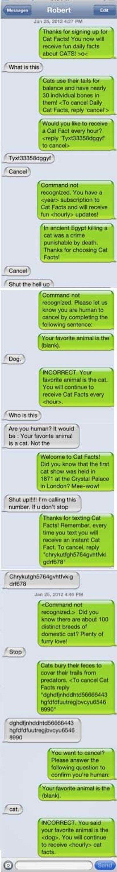 And Of Course The Cat Facts Approach 26 Absolutely Perfect Ways To